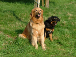 BAAS! Die grote Lummel zit hier in de weg!