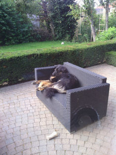 Louis... Sofawart of Terraswart?? (twee jaar oud)