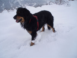 Luka geniet van de eerste sneeuw!