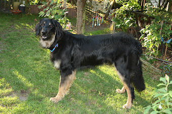 De Hovawart reu van Maria, 1jaar oud. Maar, hoe heet hij?