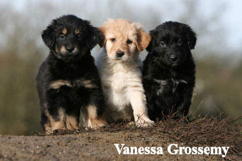 Drie fiere pups van Dante (08-12-2008, 6weken oud)