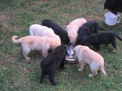 Renate en Thomas zijn wat blij... hun Hovi is erbij!