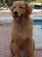 Santos zou nu graag gaan zwemmen!