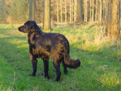 Dante geniet van het Nete landschap.
