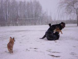Dante, Seppe en Diddels houden ook van de sneeuw.