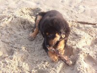 Drijfhout smaakt ook lekker voor Asscha.