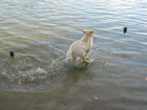 Er zijn er nog die over water kunnen lopen...Hovawart's!