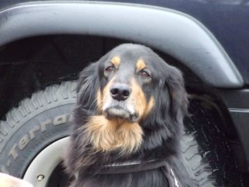 In Memoriam: Jadzea (Abba Van 't Calcinahof).