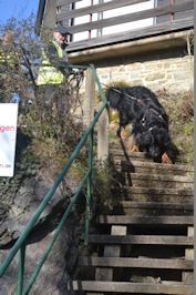 Trappen?? Pfff... geen probleem voor Aiko!