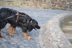 Ne groooote eetpot zenne!