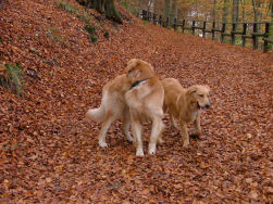 Twee Duitse blondjes.