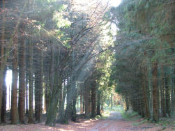 Herfst zoals je hat alleen in films ziet.