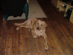 Ook Elmo rust wel eens.