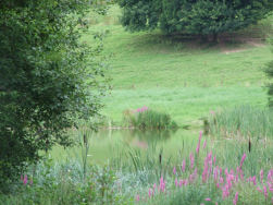 Een heerlijke zwemvijver in Marmagen.