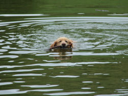 Zwemmen is goed voor Axel zijn gewrichten.