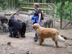 Hovawartjes vinden die zwijnen maar niets.