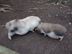 Herkent U ze? Uw Webmasters??