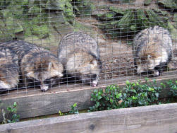 Wasberen... en de was?