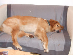 Axel geniet van zijn rust!