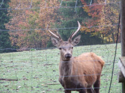Bambi was ook van de partij.