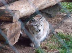 Niets voor Hovawartjes!