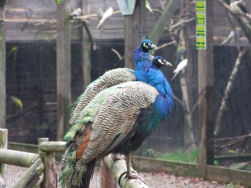 Voor ieder wat wils, zelfs een Pauw.