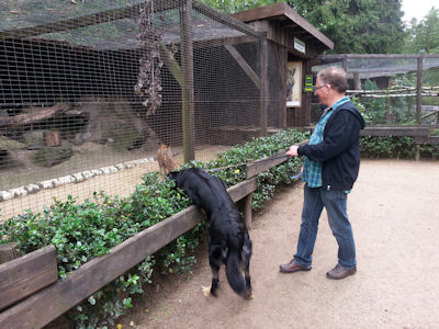 Nami wil even met de vos gaan spelen.