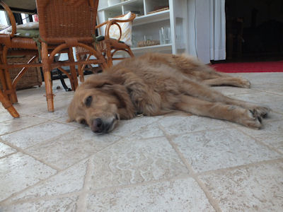 Elmo geniet van de rust.