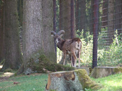 Ook de dieren heten Axel welkom...