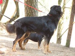 Neen, niet Jadzea, wel nog een Hovawart op de wandel.