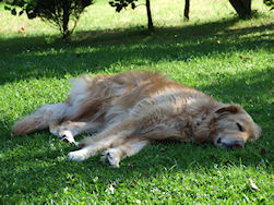 Het is altijd sista tijd!