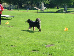 Rustig baas! Ik kom al!