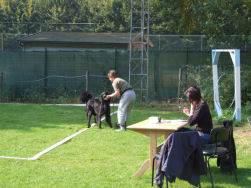 Een vreemde Hovawart in de bijt...