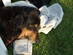 Jadzea genoot vooral van de pauzes!