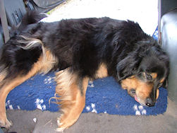 Ik blijf hier maar even liggen baas!