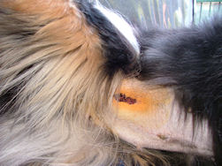 Kale buik met een tepel minder.