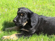 Esha van de Scheldemeersen