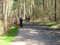 Paardjes nabij de manege.