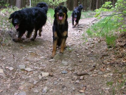 Zo een wandeling dat is duidelijk genieten voor Hovawartjes!