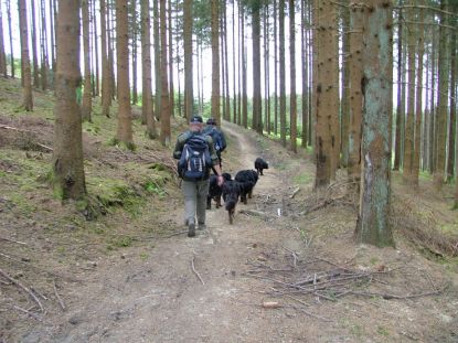 Stijgen door de bossen...