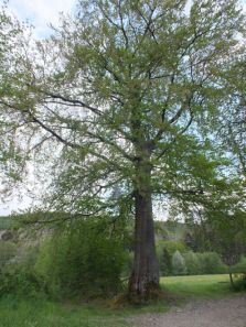 Een mooie oude linde toonde ons de weg!