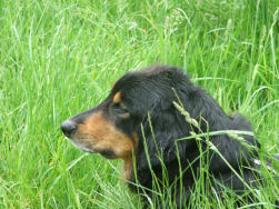Als het gras twee Hovawartjes hoog is...