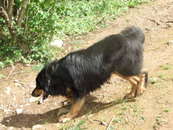 Arie doet het bergaf!