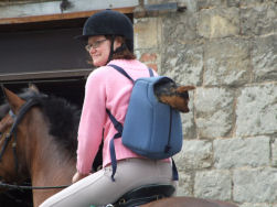 Wandelen met paard en hond!