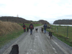 Nu mogen de hondjes loslopen.