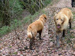 Herkent U deze Black & Tan? HARO!