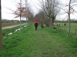 Met aangenaam weer tussen de koeien.