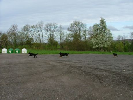 Even de hondjs laten kennismaken...