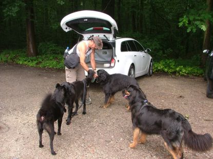 Alle hondjes verwelkomen Ronald!