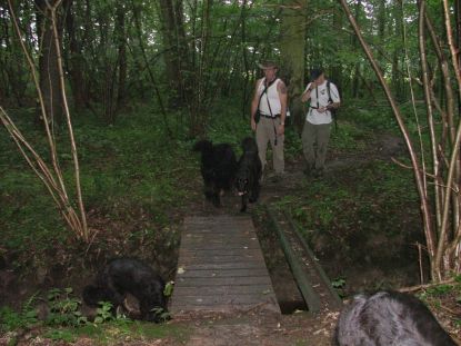 Door het bos, over de brug...
